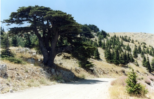 Cèdres de Barouk (photo 2001)