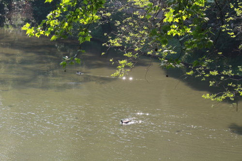 Sur le lac au bord de la falaise, il y a plein de canards et autres nageurs à plumes et le matin on peut admirer un magnifique héron. Les gens du Parc disent qu'il y a de nombreux animaux et surtout d'oiseaux dans leur Parc de 23 hectares. Ils font tout pour rendre ce coin de Paris le plus sauvage.
